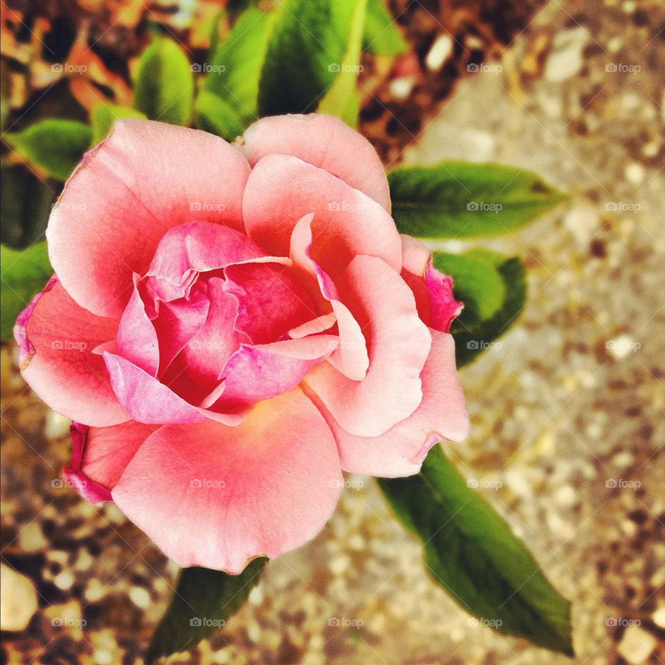 pink flower rose rosa by dsc828