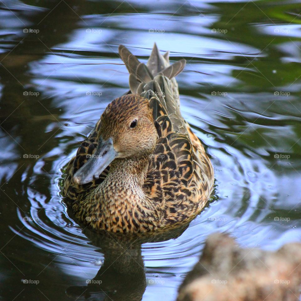 Afternoon swim 