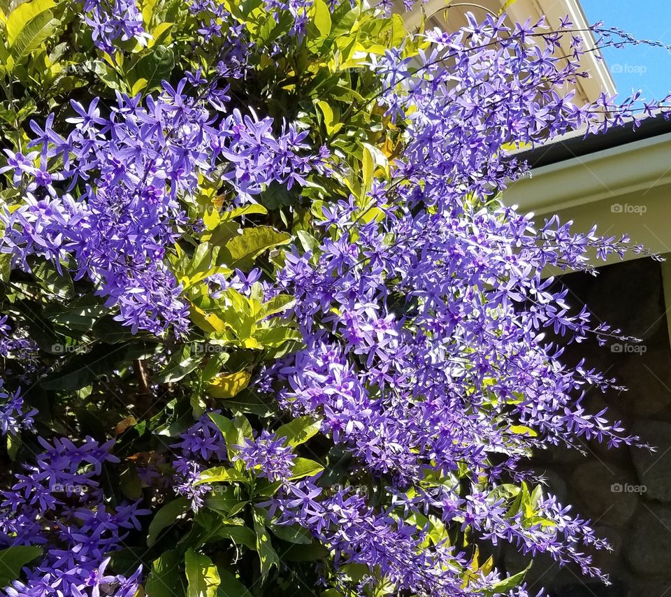 purple, flowers,  plant, bush,
