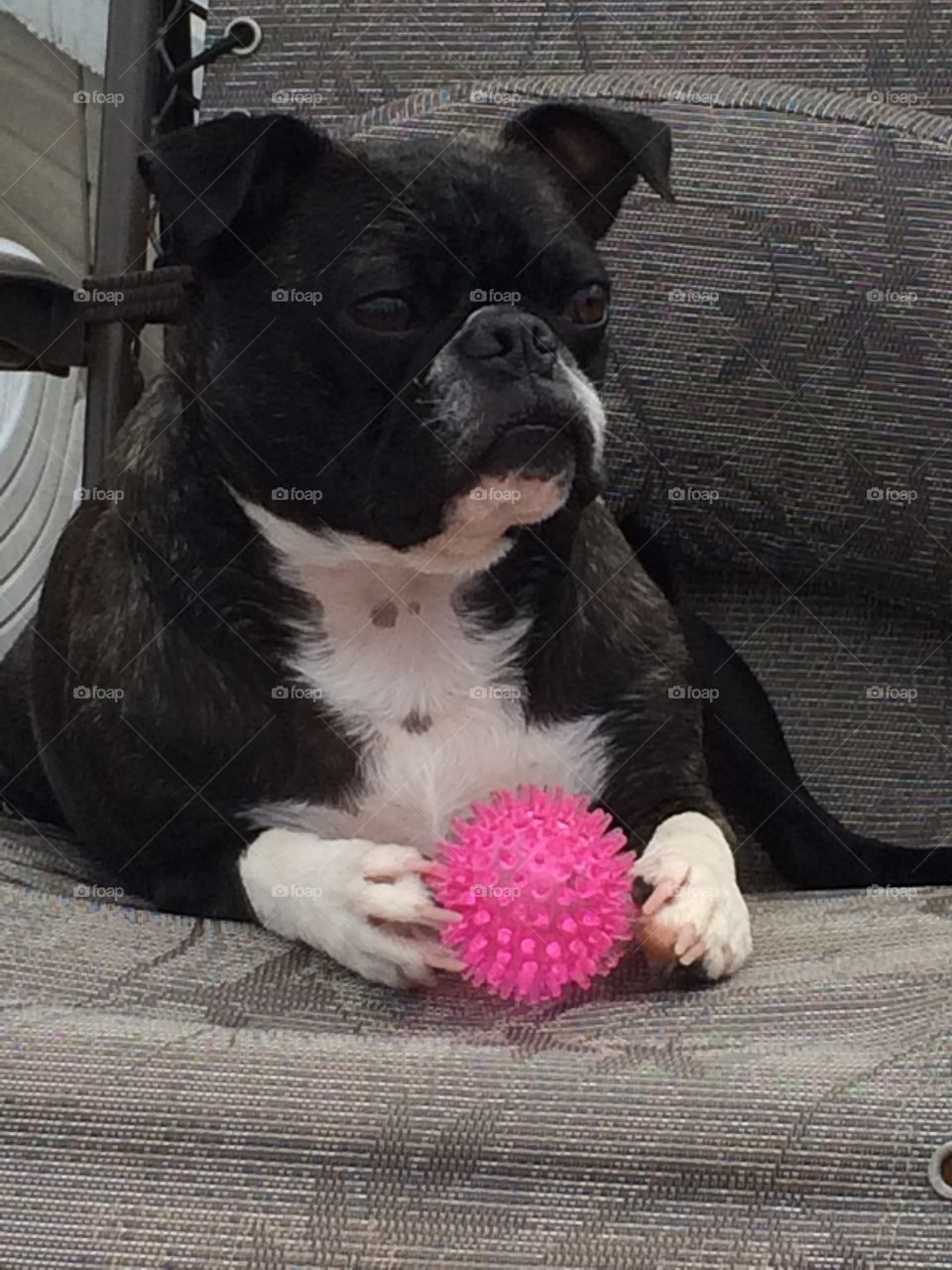 pug,  dog, summer, suntanning, pink ball, sun chair, outside , guarding my ball 