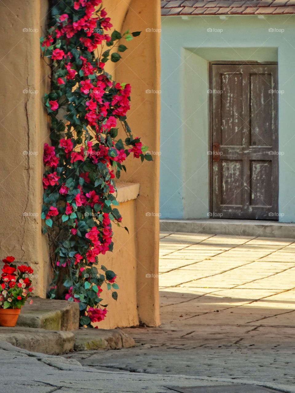 Flowering Bougainvillea
