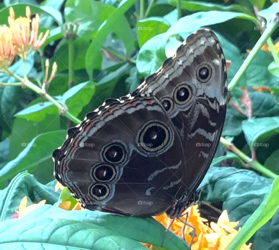 Butterfly Haven. Judy Istock Butterfly Haven , Peggy Notebaert Nature Museum . Located in Lincoln Park Cjicago.