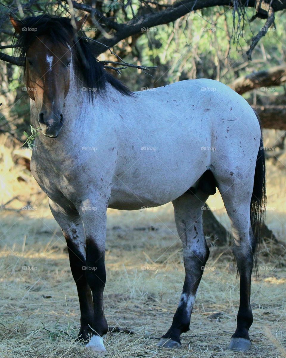 Wild Roan Stallion Grazing in Forest