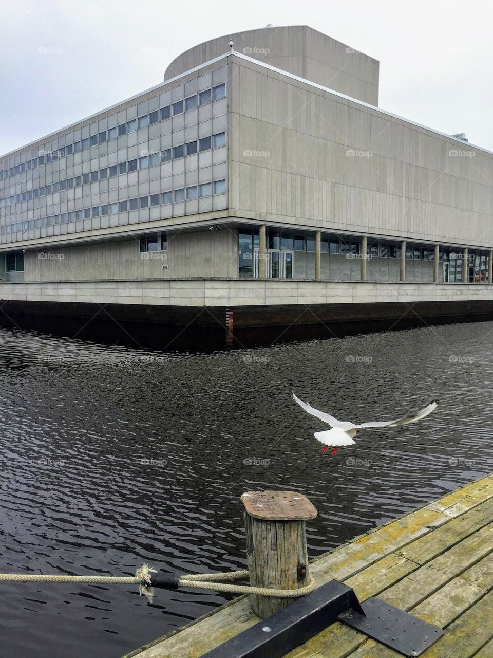 Seagull flying over the city river water canal behind wooden pier and concrete building 