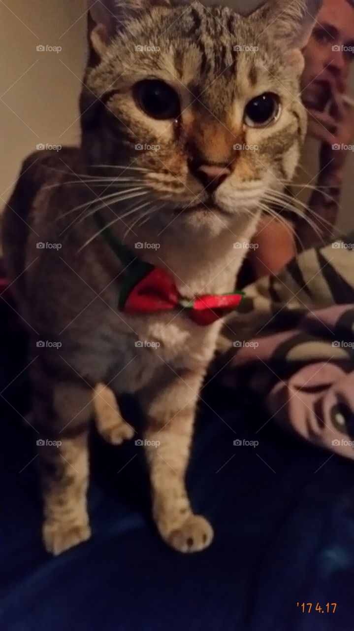Bengal in a bowtie