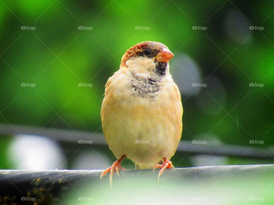 Sparrows are a family of small passerine birds. They are also known as true sparrows, or Old World sparrows, names also used for a particular genus of the family, Passer.