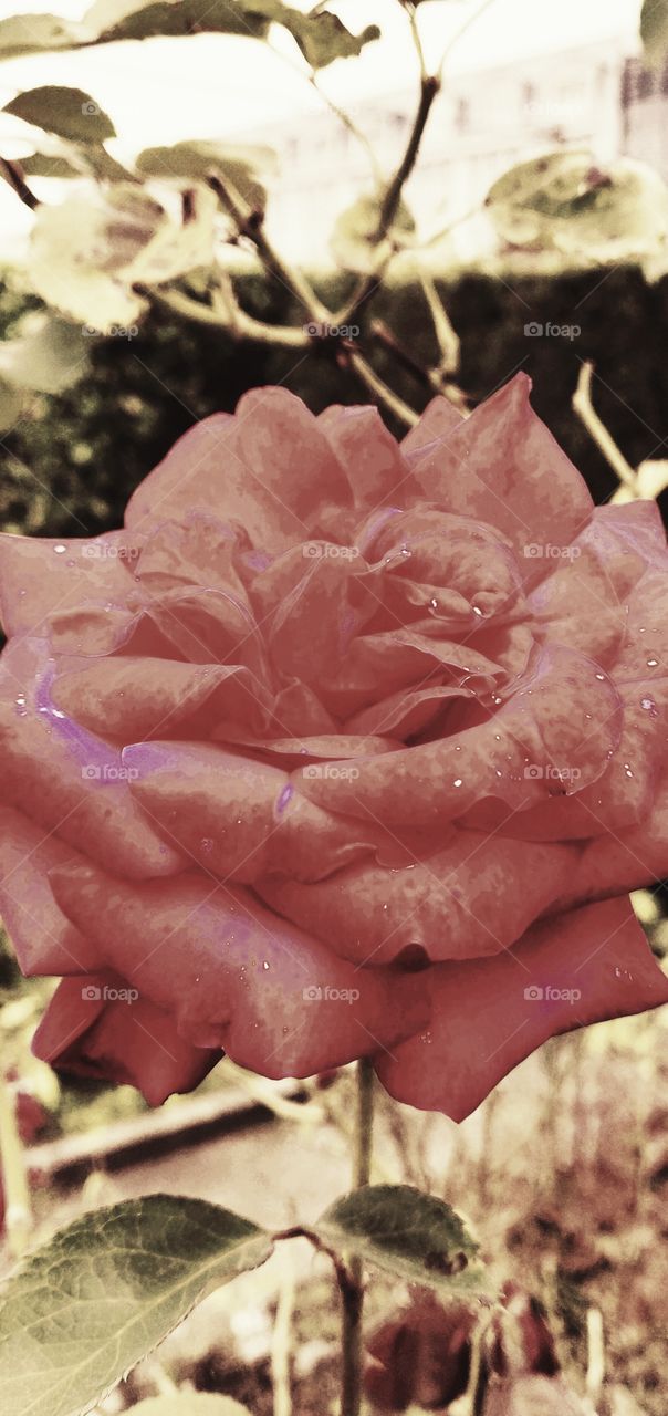 Red Rose In a Neighbour's Garden