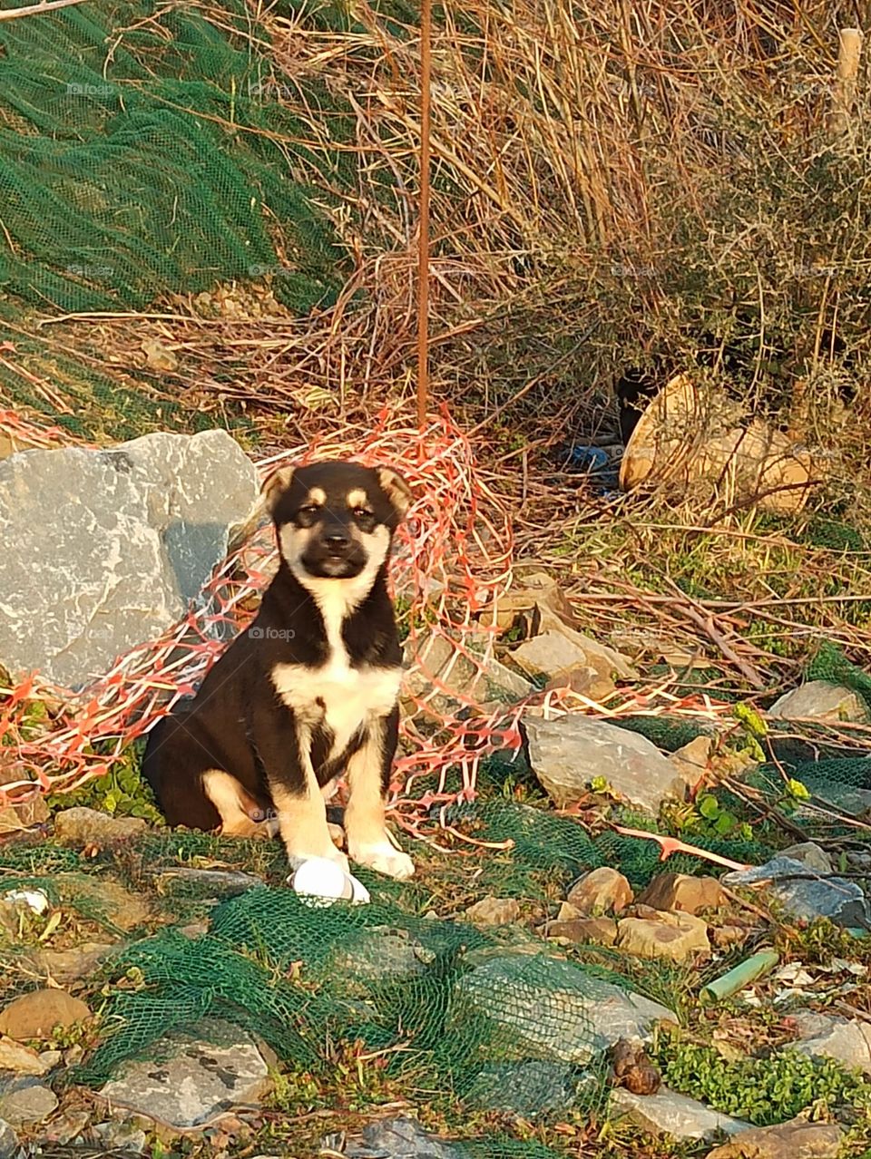 yavru sokak köpeği biraz ürkek