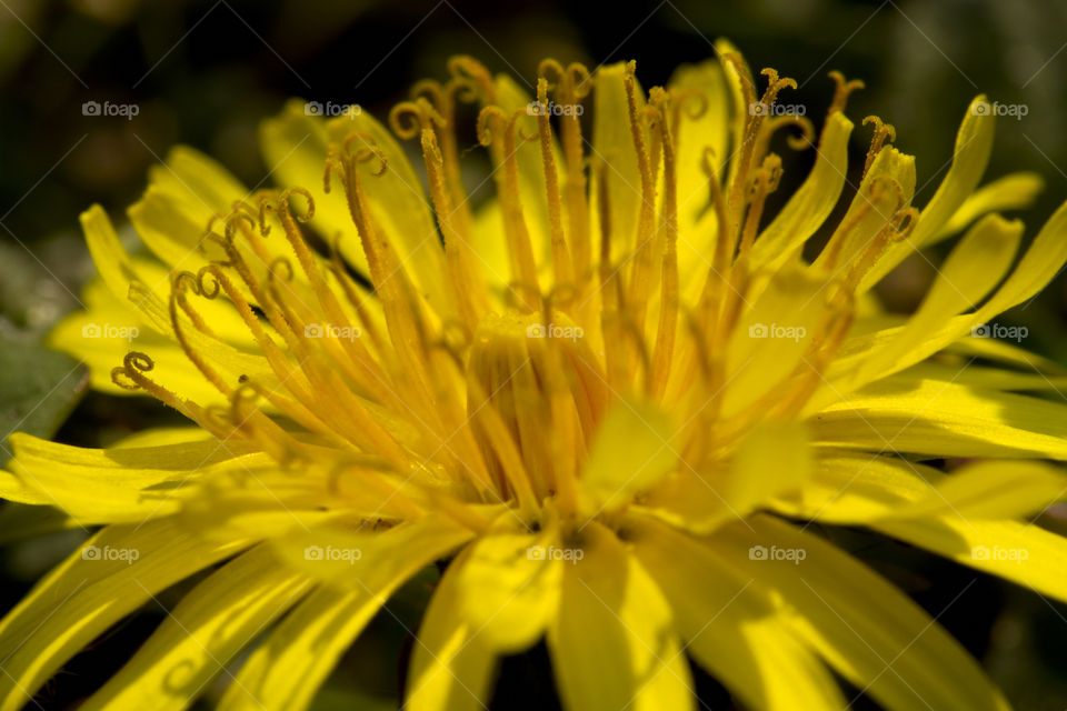 Close up of a dandelion 