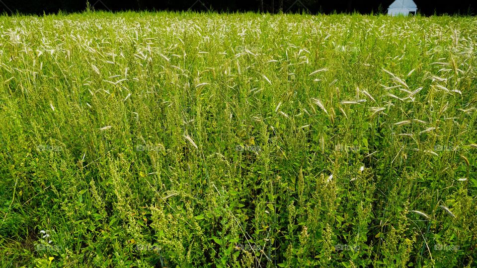 Cornfield in Belgium during summer.