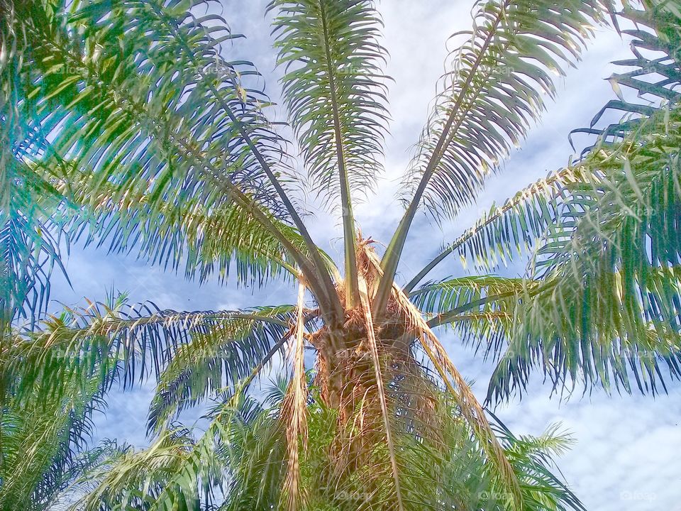 Foul rot disease due to the pathogen erwinia carotovora and other secondary fungi