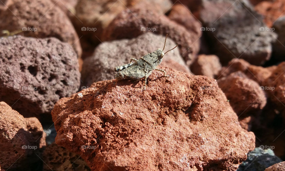 Blue-winged grasshopper nymph 2