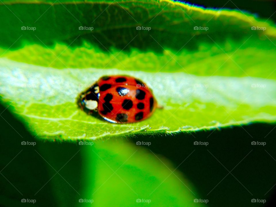 Ladybug on a leaf