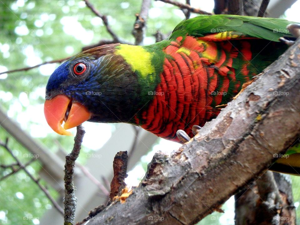 rainbow lorikeet