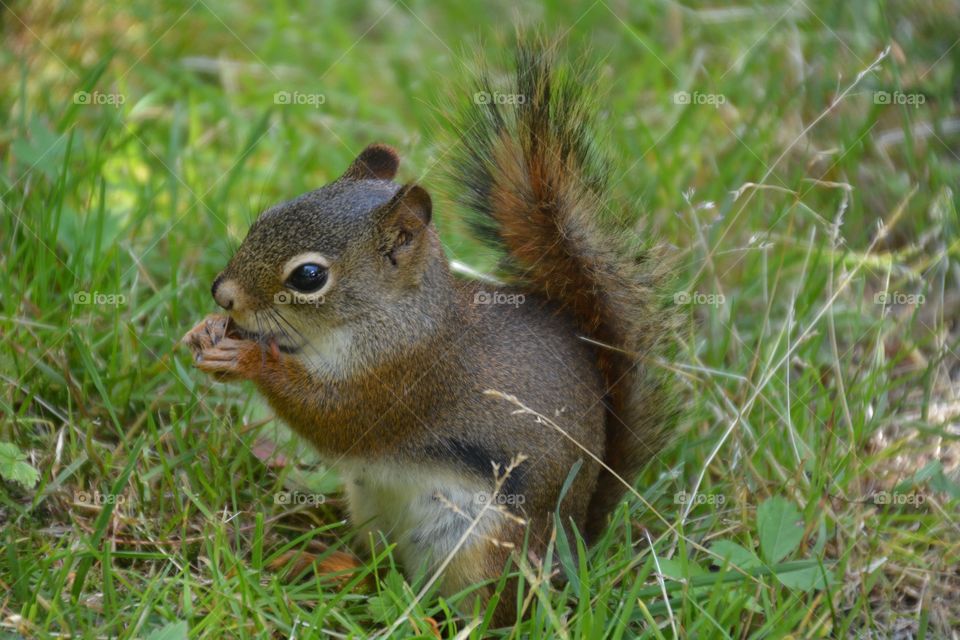 Just being a squirrel 