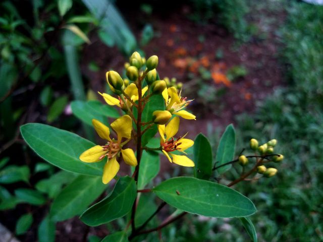 jungle flowers / beautiful / backgrounds / backgrounds images / garden flowers / flowers background images