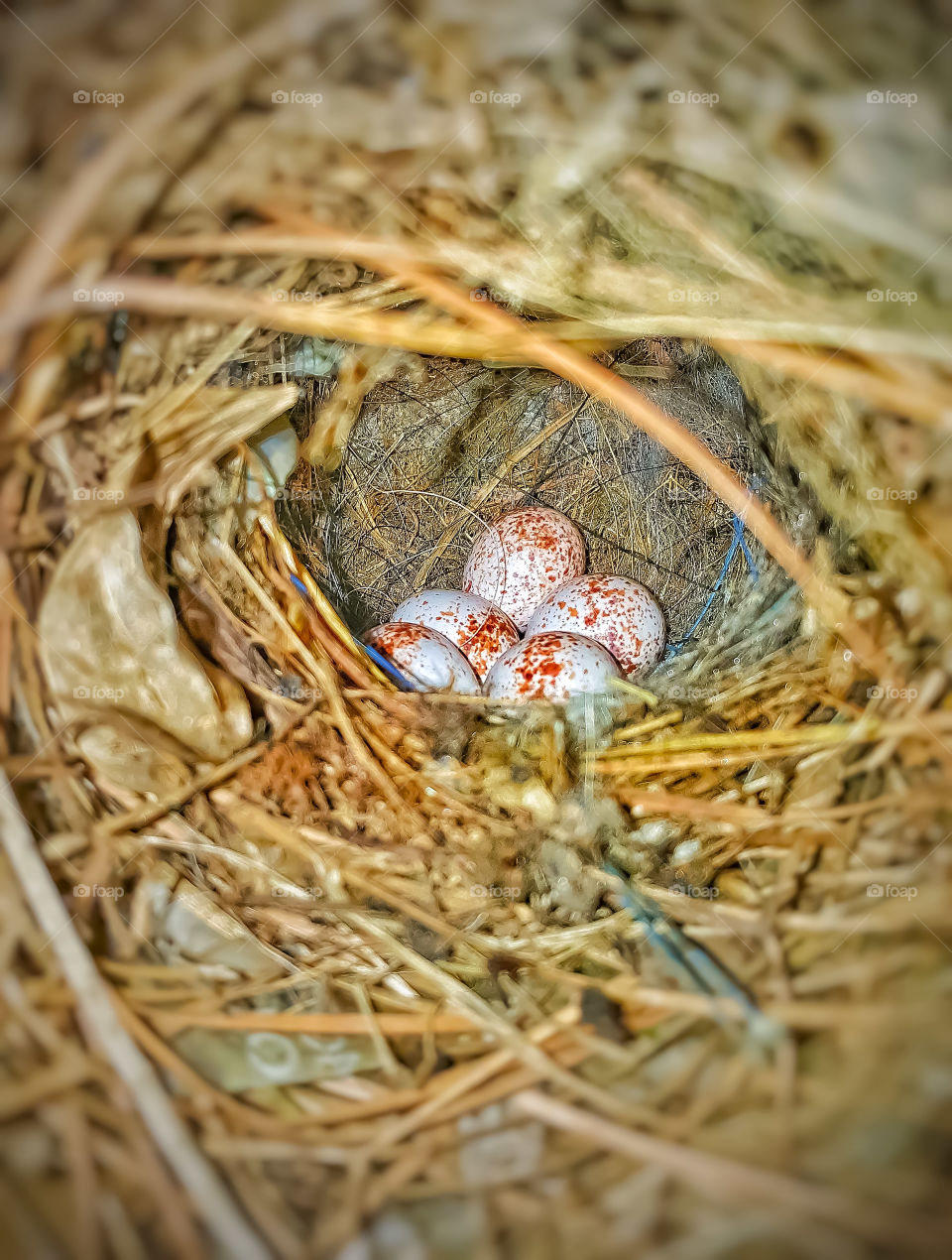 close up bird eggs on nest