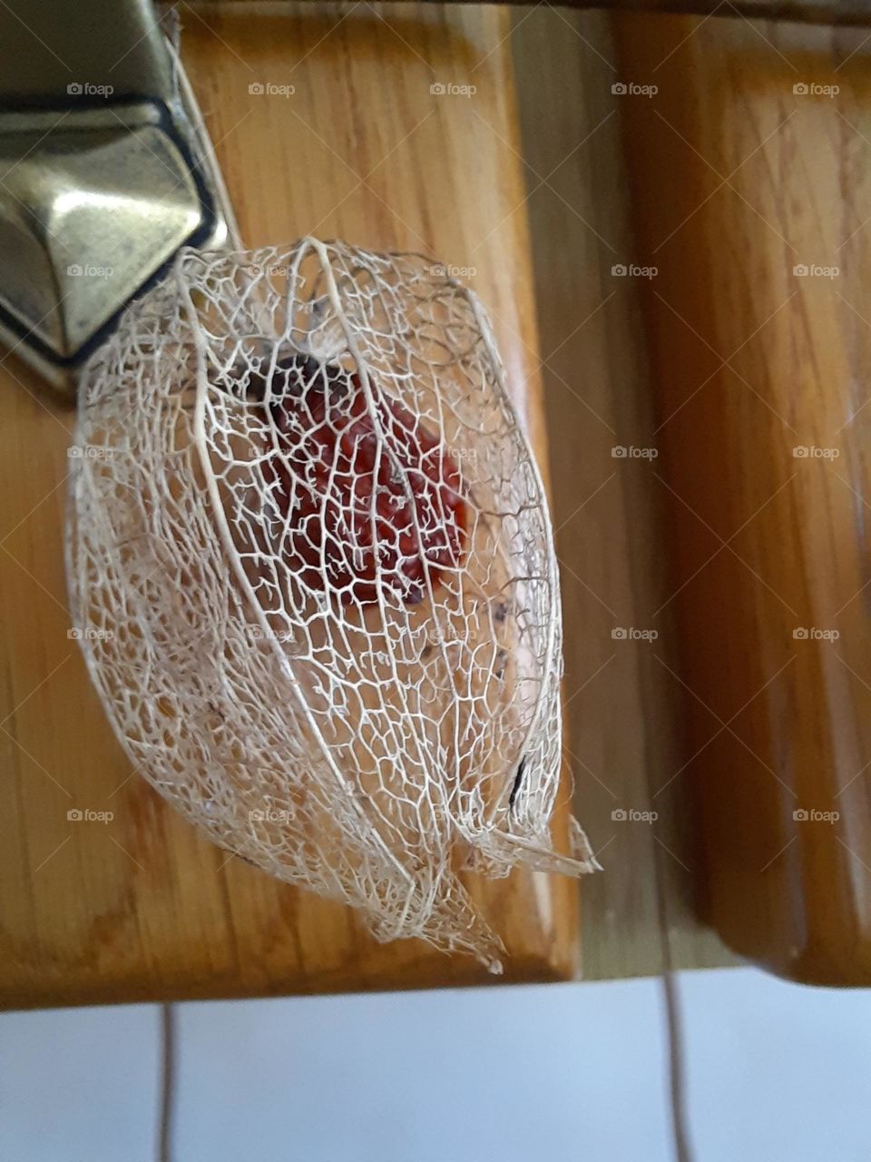 dry berry of physalis in vegetal lace