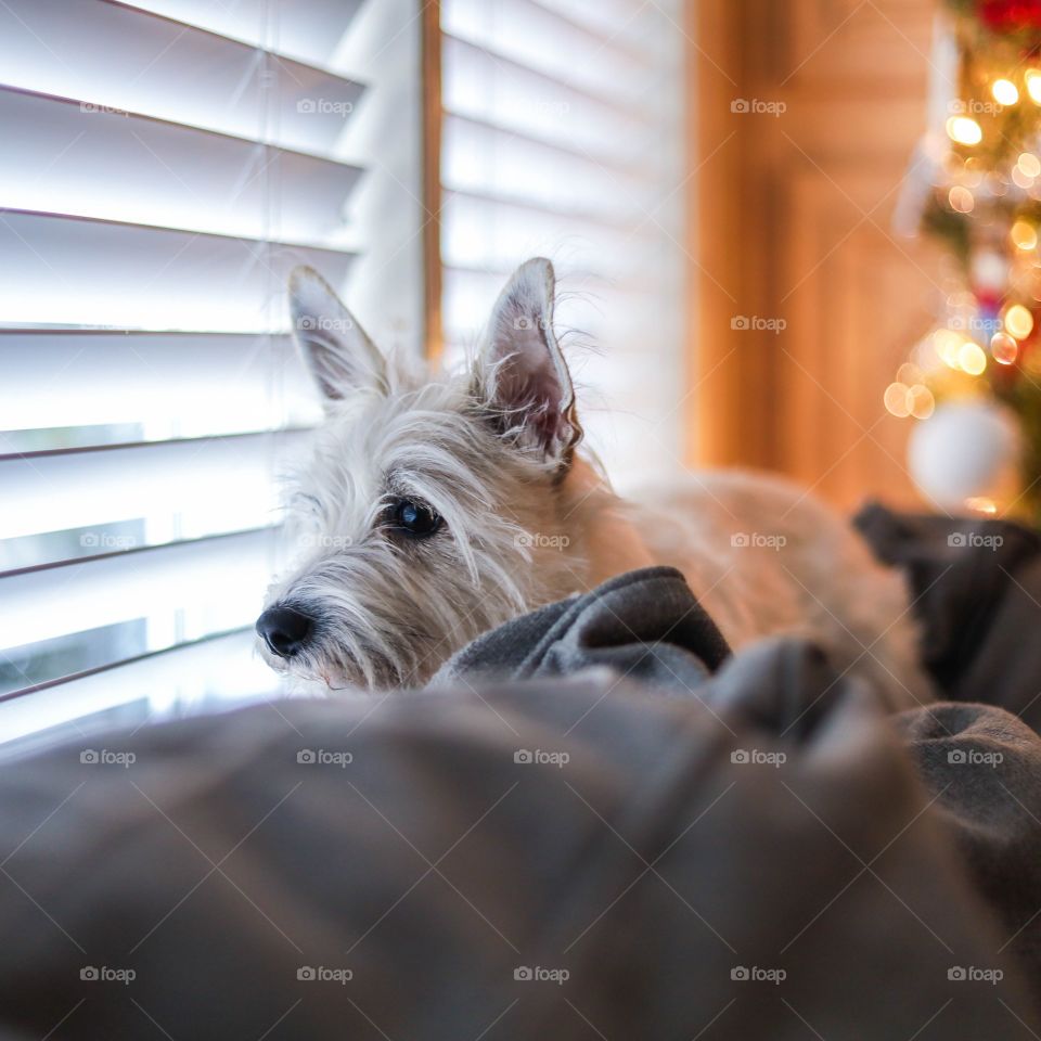 White chizer looking out the window