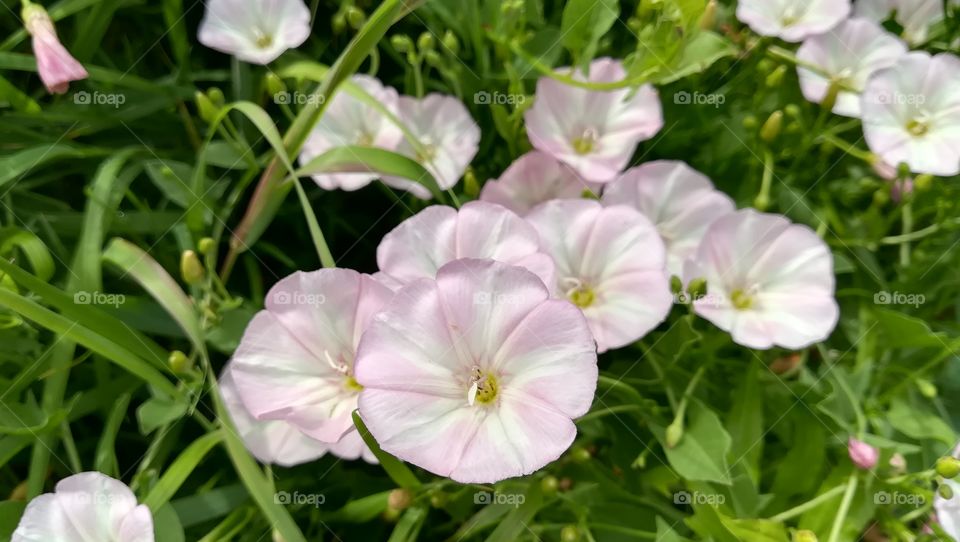 Field flowers closeup