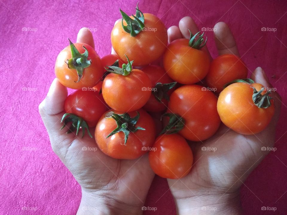 colourful tomato