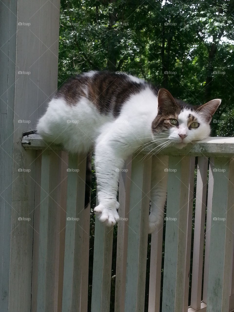 cat laying on a post. A relaxed cat on the railing with his claws out