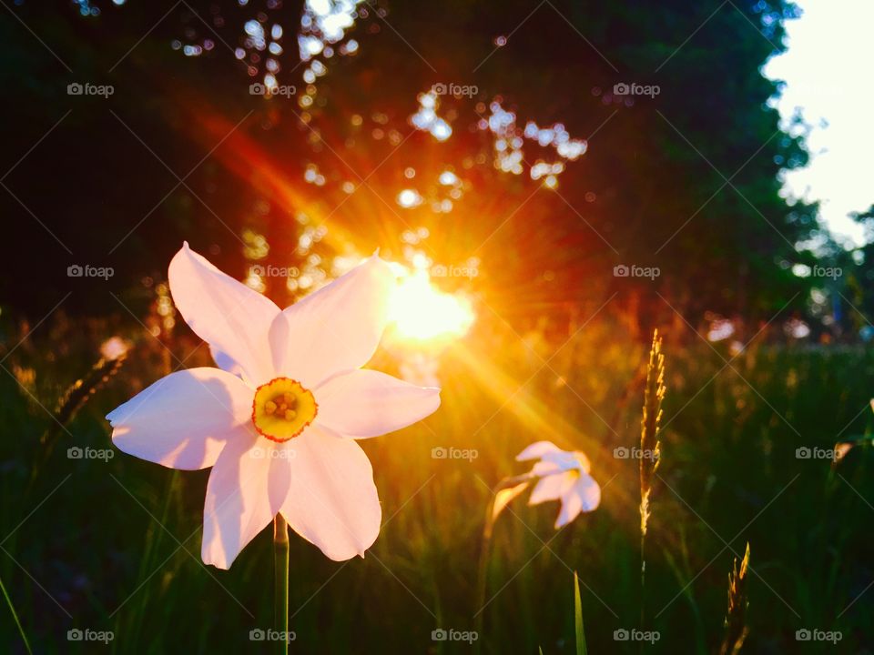 Daffodil in the sunligt