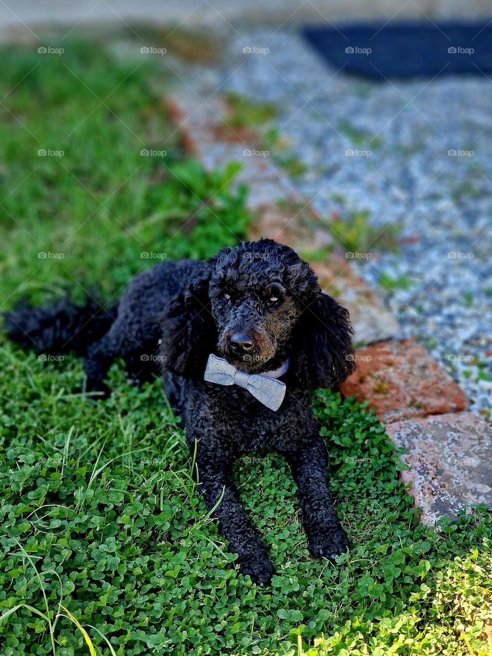 dog with a bow tie