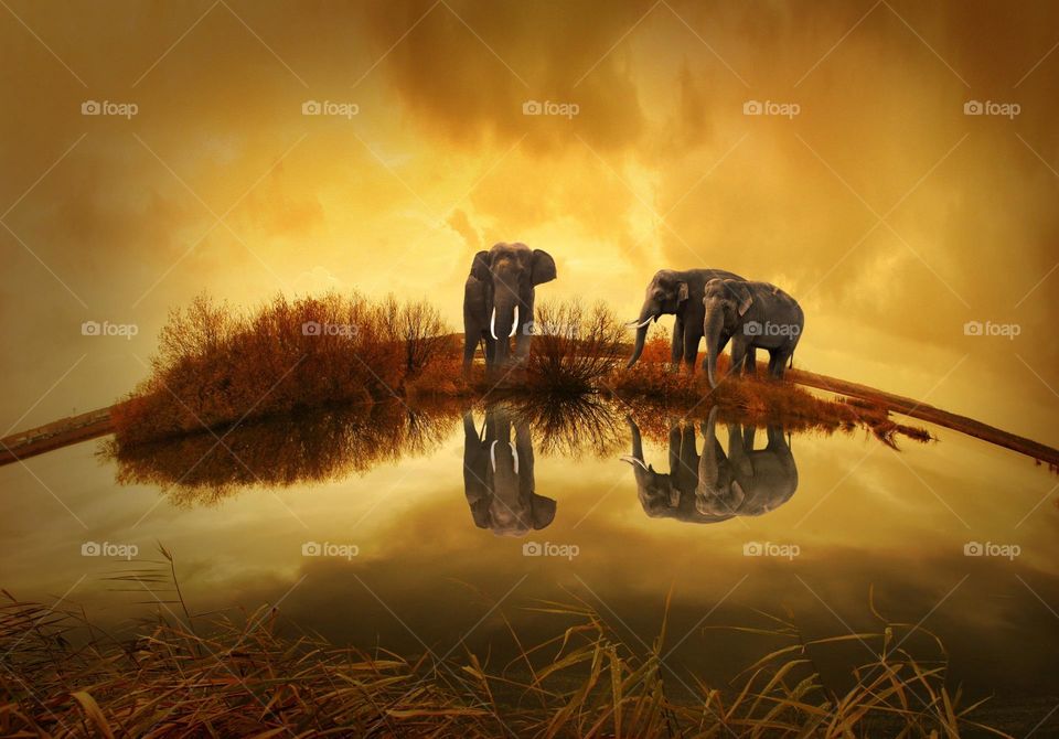 Beautiful animal artwork of two Elephants.  All proceeds go towards the conservation of endangered species.