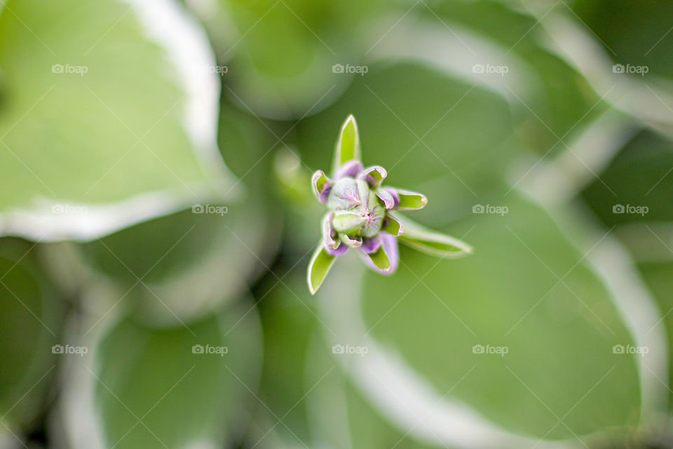 Spring flowers coming out 