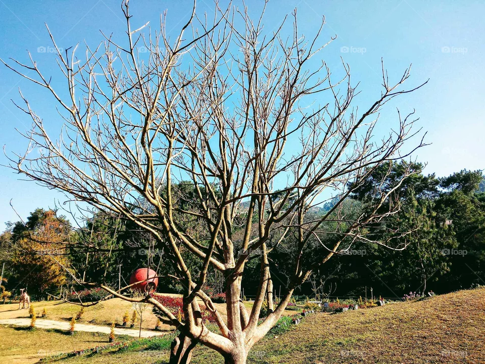 Dry Tree
