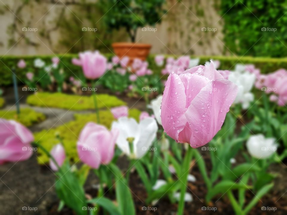 tulips