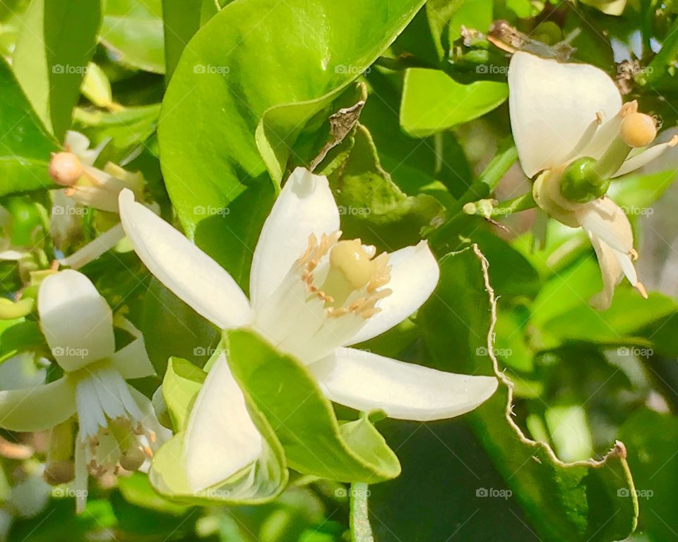 Lime blossoms