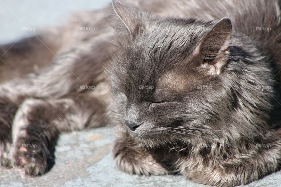 Nebelung cat sleep