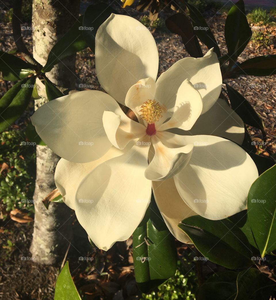 Flower, Nature, Flora, Leaf, Garden