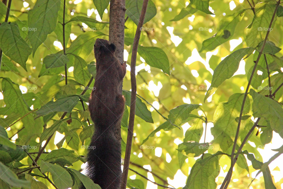 The squirrel climbing   up the tree trunk