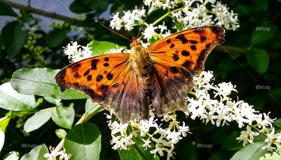 Question Mark Butterfly