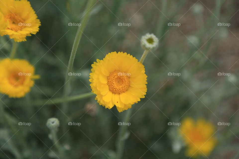 Yellow flowers