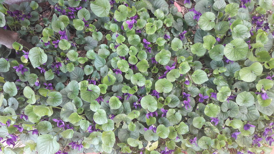 violets