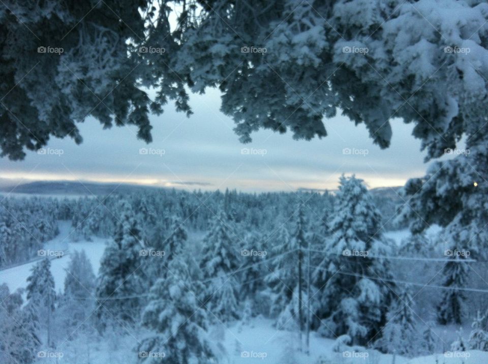 Snow, Winter, Tree, Wood, Weather