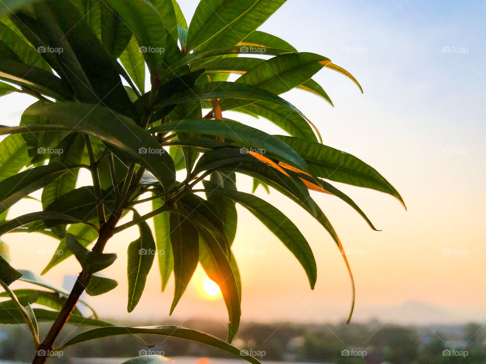Sun shines through some green leaves 