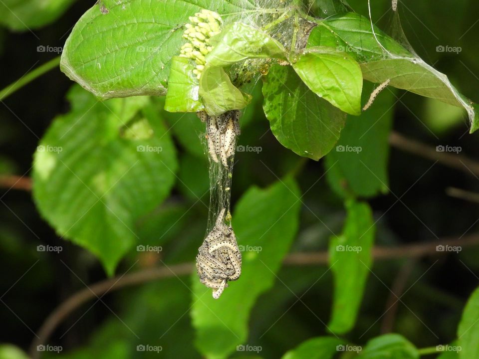 Caterpillars in a tree