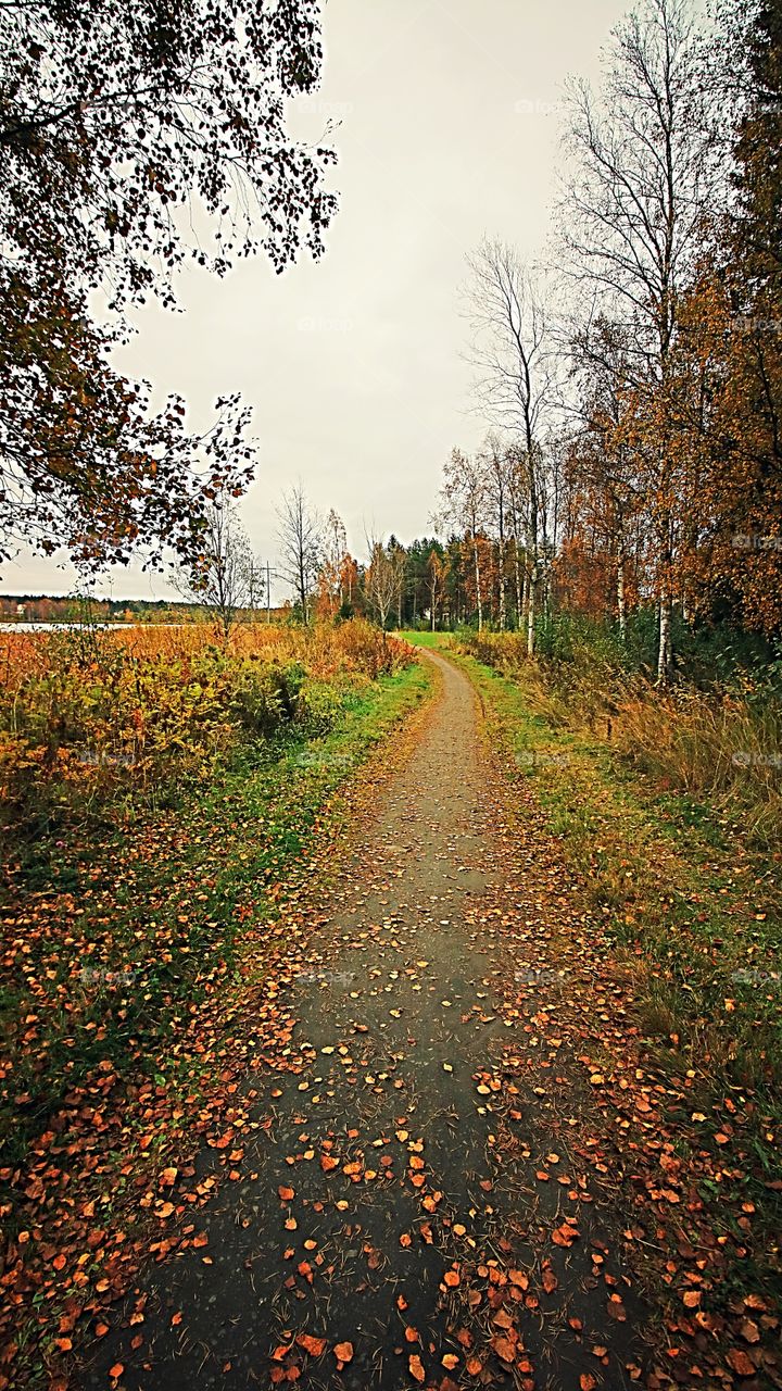 Path of autumn