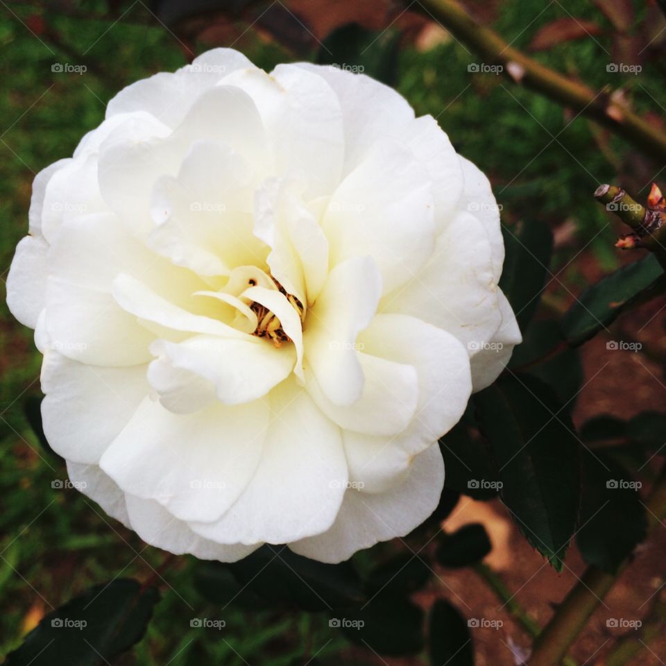 🌺Fim de #cooper!
Suado, cansado e feliz, curtindo a #beleza e a #pureza do #branco das #flores.
🏁
#corrida #running #flowers #flor #pétalas