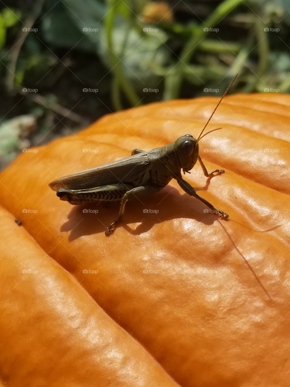 grasshopper pumpkin