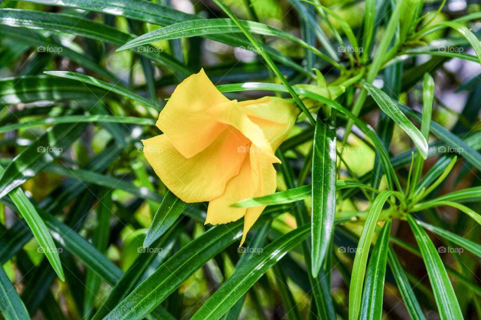 Yellow flower in my garden.