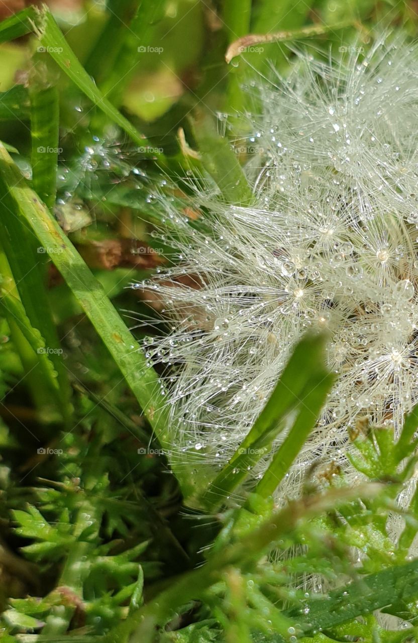 A dandelion with waterdrops on it. Closeup.
