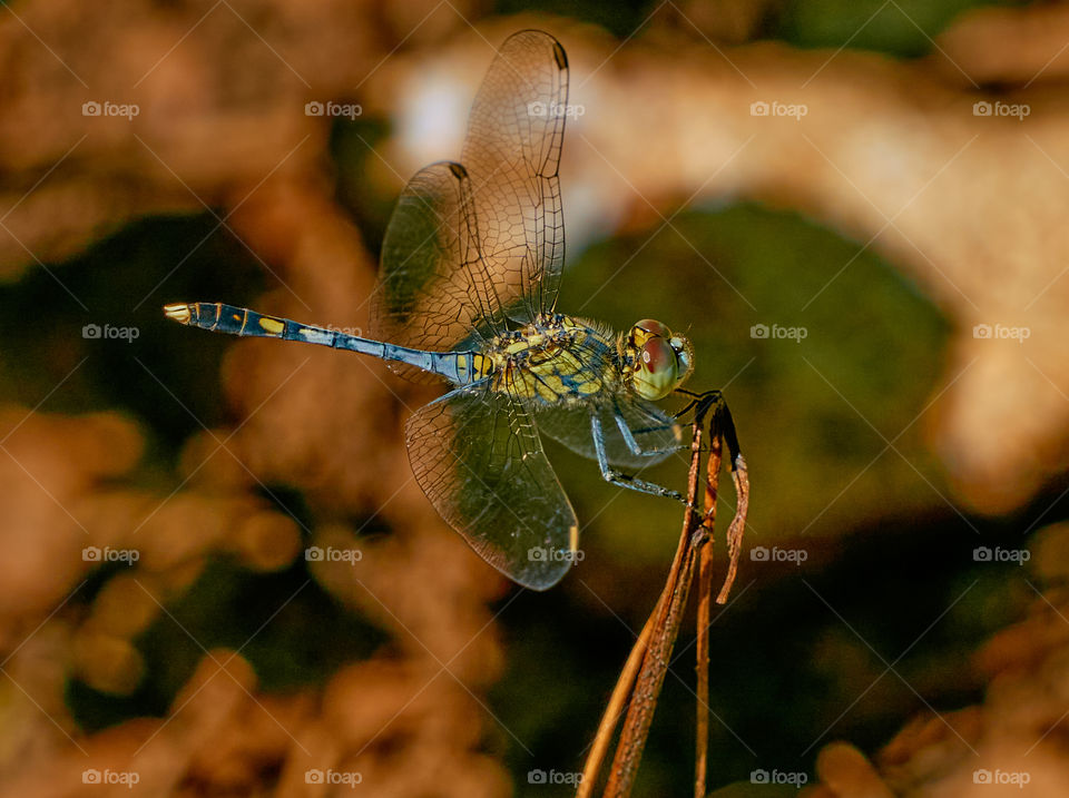 Dragon fly  - closeup  - open wing