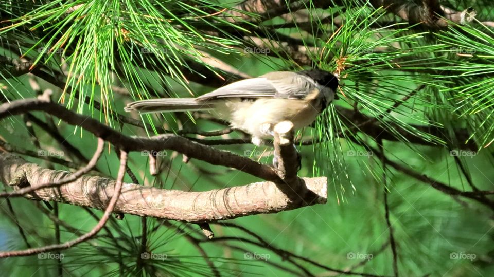 Chickadee waiting on Branch