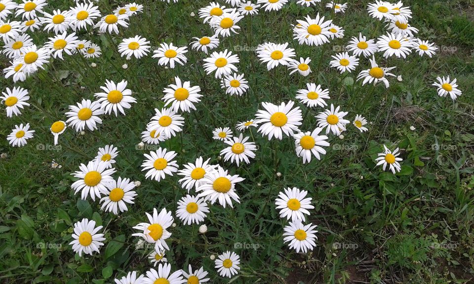 Daisy patch. Just a simple patch of daisys